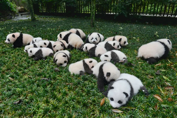 Die Diesem Jahr Geborenen Panda Jungen Werden Während Einer Öffentlichen — Stockfoto