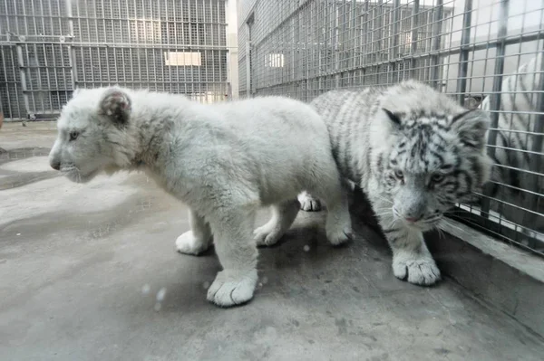 Une Paire Bébés Tigres Blancs Cinq Mois Promène Zoo Qingdao — Photo