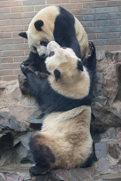 Гігантський Панда Близнюки Chengda Chengxiao Грати Один Одним Ханчжоу Зоопарк — стокове фото