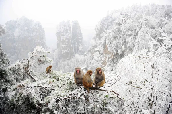 Macaques Rest Rime Covered Tree Zhangjiajie National Forest Park Wulingyuan — Stock Photo, Image