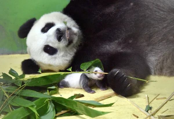 Giant Panda Ting Ting Lies Next Her Newborn Baby Press — Stock Photo, Image