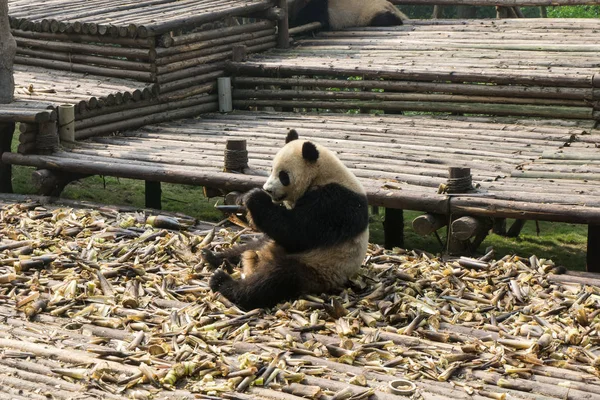 Panda Gigante Come Brotos Bambu Base Pesquisa Chengdu Criação Panda — Fotografia de Stock