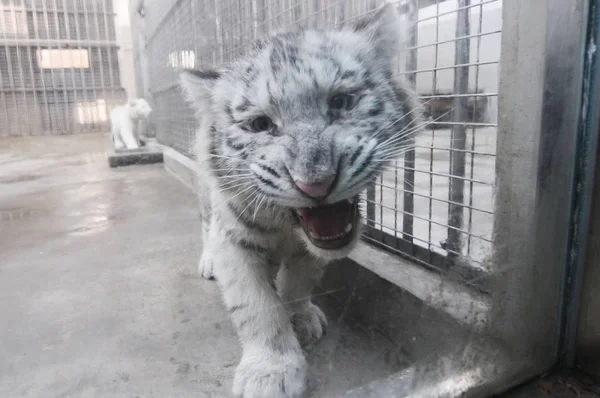 Bébé Tigre Blanc Cinq Mois Rugit Zoo Qingdao Dans Ville — Photo