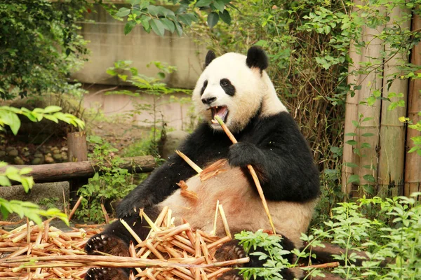 Ein Riesenpanda Frisst Bambus Der Forschungsbasis Des Großen Pandas Der — Stockfoto