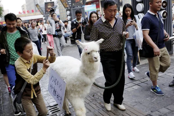 Hombre Chino Mediana Edad Centro Pasea Mascota Alpaca Entre Una —  Fotos de Stock