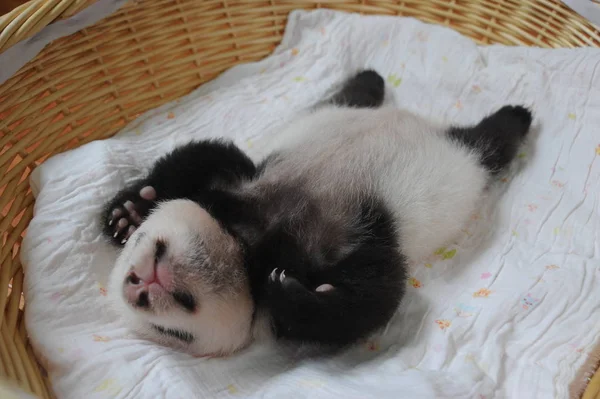 Filhote Panda Gigante Retratado Uma Cesta Bifengxia Giant Panda Breeding — Fotografia de Stock