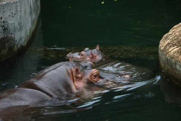 Petit Hippopotame Repose Côté Mère Zoo Ningbo Youngor Dans Ville — Photo