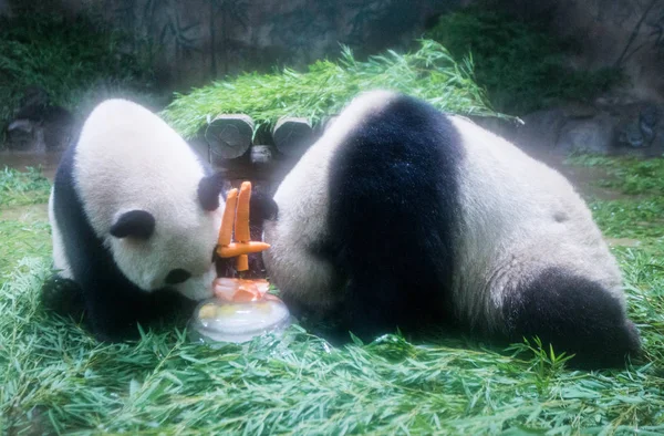 Gêmeos Panda Gigantes Chengda Chengxiao Desfrutar Seu Bolo Aniversário Zoológico — Fotografia de Stock