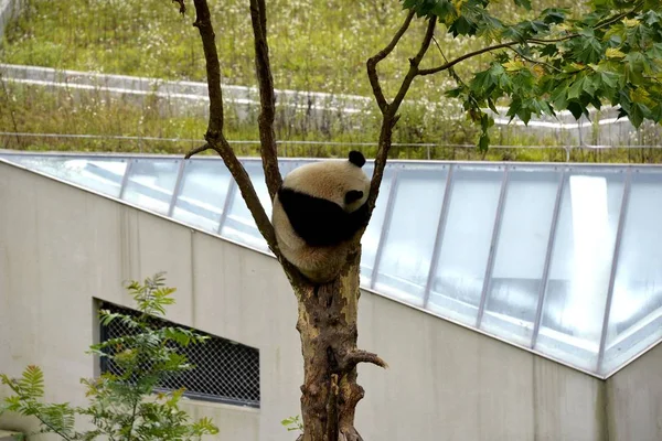 Panda Gigante Dorme Uma Árvore Base Gengda Giant Panda Research — Fotografia de Stock