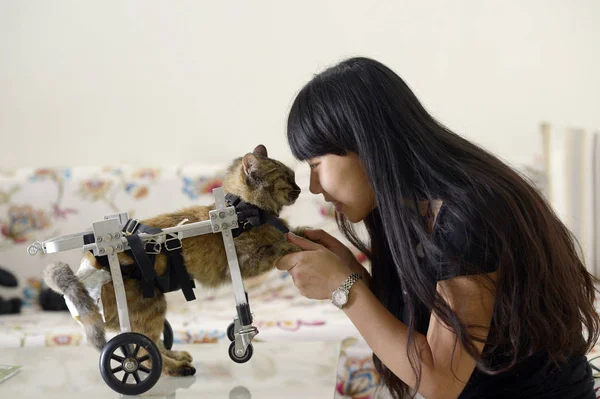 Chiński Pet Właściciel Xiaojiu Współdziała Kotem Niepełnosprawnych Guolai Wyposażony Wózku — Zdjęcie stockowe