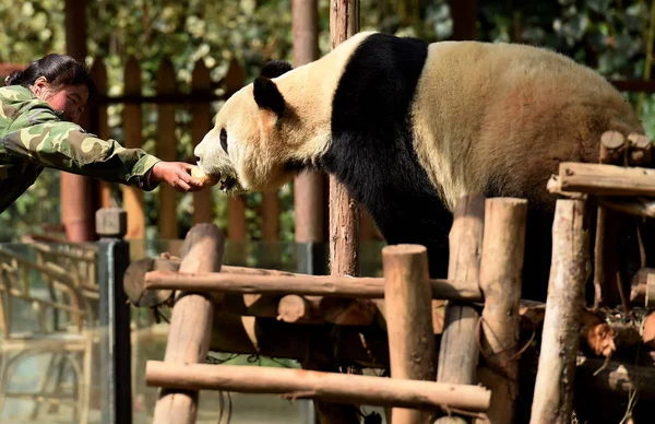 Bir Görevli Dev Panda Jia Yunnan Safari Park Yaklaşan Çin — Stok fotoğraf