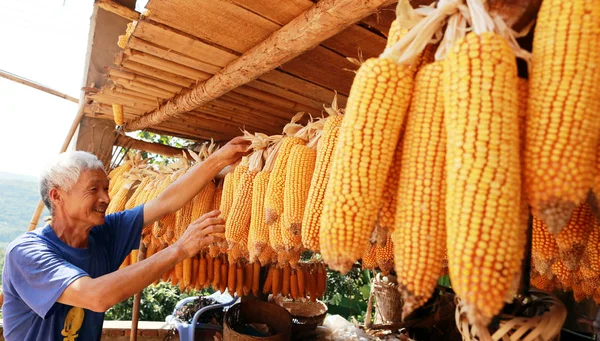 Contadino Cinese Asciuga Mais Nella Sua Casa Nella Contea Yunyang — Foto Stock