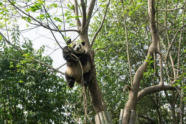Panda Gigante Trepa Árbol Base Investigación Chengdu Cría Panda Gigante —  Fotos de Stock