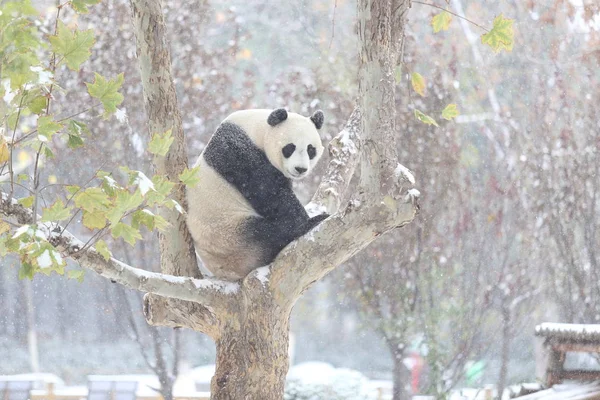 2015年11月24日 在中国东部山东省济南市一家动物园 一只大熊猫在雪中攀爬一棵树 — 图库照片