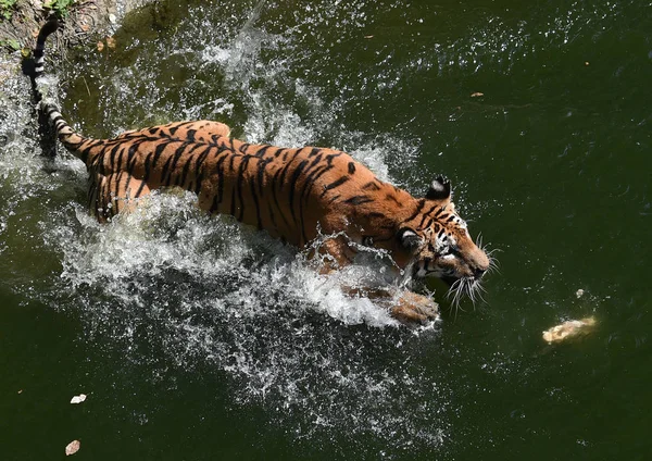 Tigre Juega Agua Para Refrescarse Zoológico Wuhan Ciudad Wuhan Provincia —  Fotos de Stock