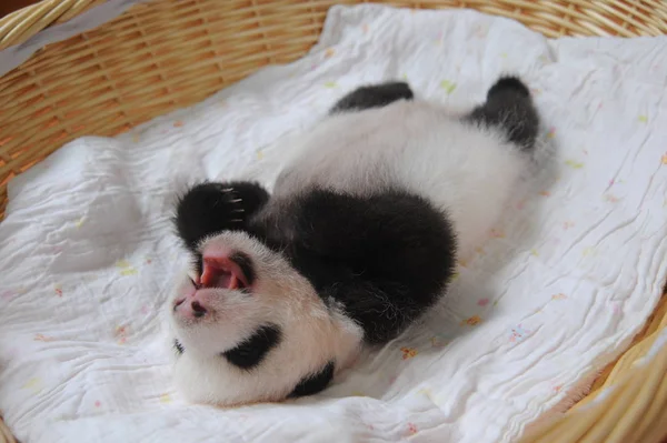 Filhote Panda Gigante Retratado Uma Cesta Bifengxia Giant Panda Breeding — Fotografia de Stock