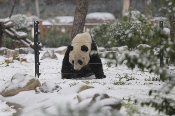 2015年11月24日 一只大熊猫在中国东部山东省济南市一家动物园的雪中休息 — 图库照片