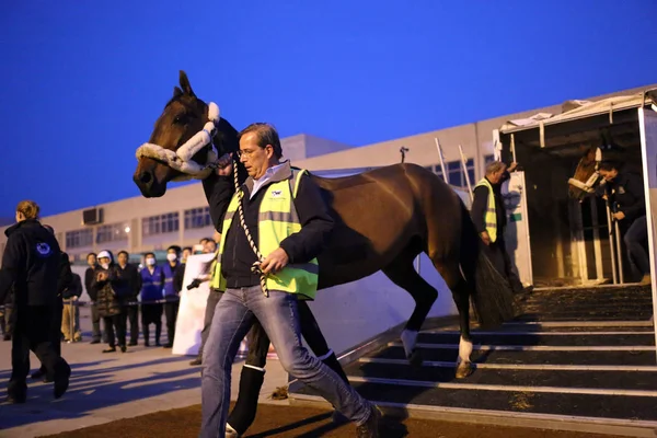 Άλογα Που Διαγωνιστούν Shanghai Grand Prix Του 2015 Longines Global — Φωτογραφία Αρχείου