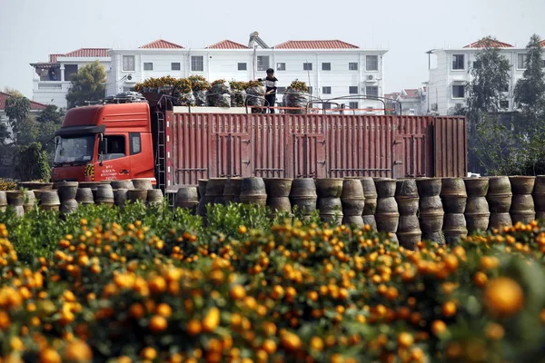Kínai Mezőgazdasági Termelő Végzi Cserepes Narancs Egy Ültetvényről Előtt Tavaszi — Stock Fotó