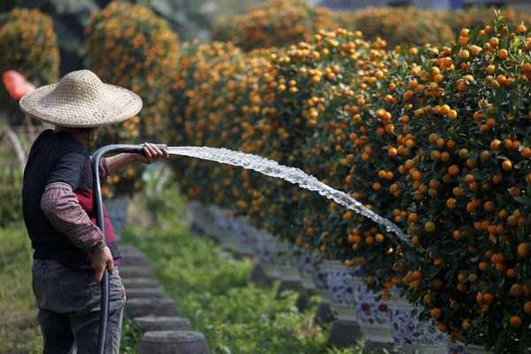 Ein Chinesischer Farmer Pflegt Orangenbäume Auf Einer Plantage Vor Dem — Stockfoto