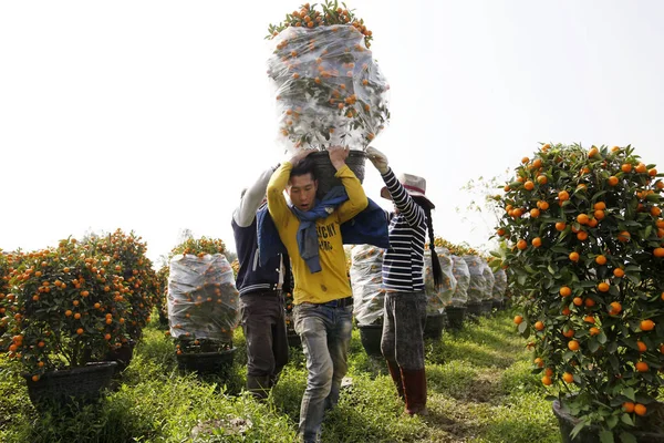 Kinesisk Bonde Bærer Pottebelagt Appelsintre Plantasje Foran Vårfestivalen Eller Kinesisk – stockfoto