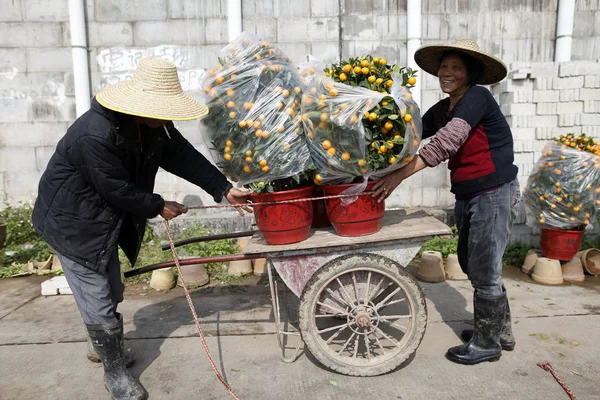 Agricultor Chinês Carrega Uma Laranjeira Vaso Uma Plantação Frente Festival — Fotografia de Stock