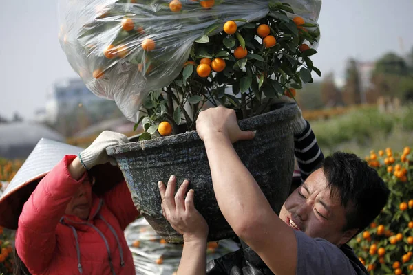 2019年1月25日 在中国南方广东省佛山市 中国农民在春节或中国农历新年 在一个种植园里携带一棵盆栽的橘子树 — 图库照片