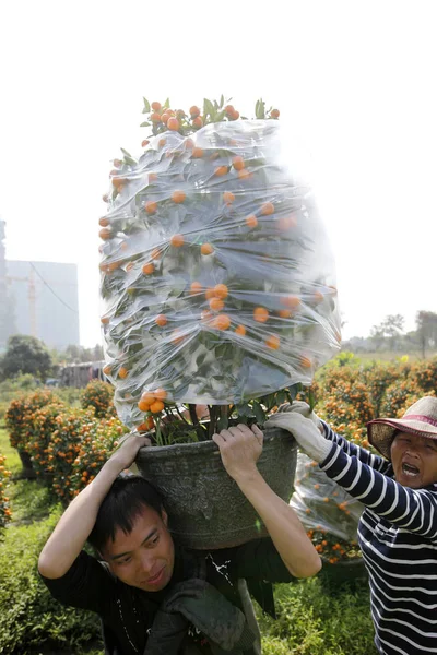Čínský Farmář Nese Hrnková Pomerančovníku Plantáži Před Jarní Festival Nebo — Stock fotografie