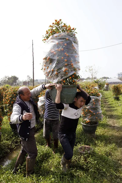 中国人の農民を運ぶ春祭りや旧正月 ブタの年 佛山市 中国南部の広東省 2019 日の前のプランテーションで鉢植えのオレンジの木 — ストック写真
