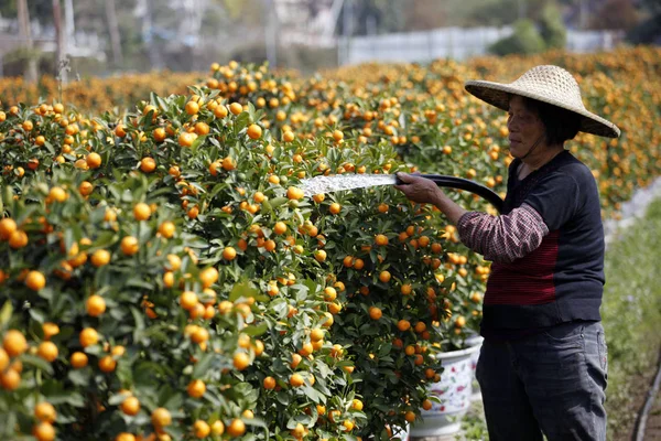 Ein Chinesischer Farmer Pflegt Orangenbäume Auf Einer Plantage Vor Dem — Stockfoto