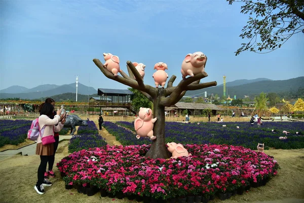 2019 日中国南部の広東省佛山市にある景勝地で今後の春祭りや旧正月 ブタの年 をマークする木の枝に表示されるブタの彫刻を訪れる — ストック写真