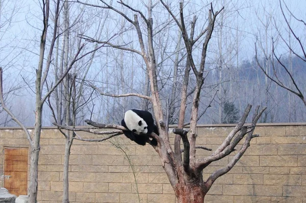 Giant Panda Enjoys Sunshine Tree Hangzhou Safari Park Hangzhou City — Stock Photo, Image