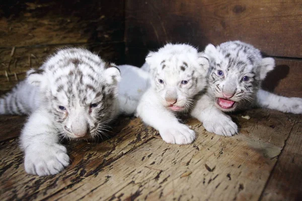 Tres Cachorros Tigre Blanco Recién Nacidos Representan Hangzhou Safari Park —  Fotos de Stock