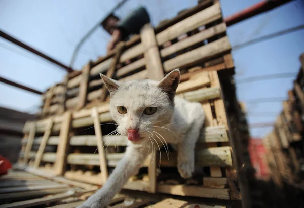 2014年1月15日 一只流浪猫打算从一辆卡车上的笼子里逃出 在去广西壮族自治区南宁市的途中被动物福利志愿者拦住 — 图库照片