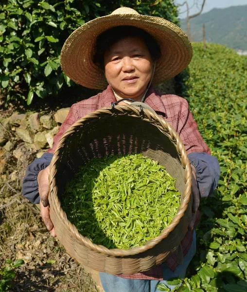 File Китайський Фермер Показує Кошик Західного Озера Longцзін Чайного Листя — стокове фото