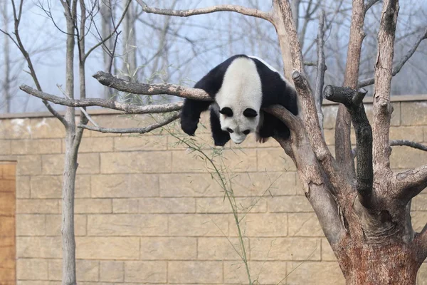 Panda Géant Pend Alors Elle Dort Sur Arbre Soleil Parc — Photo