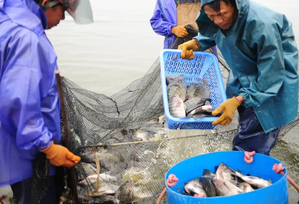 Pescadores Chineses Capturam Tilápia Uma Fazenda Reprodução Tilápia Cidade Qionghai — Fotografia de Stock