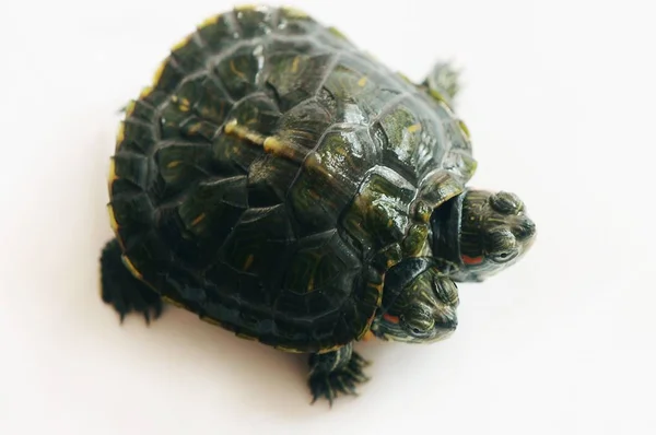 Two Headed Turtle Pictured Its Owners Home Qingdao City East — Stock Photo, Image