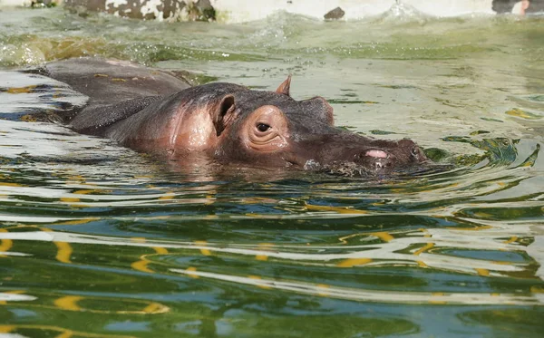 Hipopotam Płodzi Wodzie Aby Ochłodzić Się Jinan Zoo Upalny Dzień — Zdjęcie stockowe