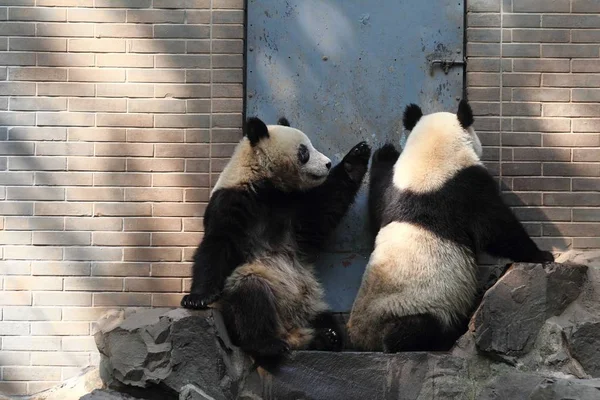 Riesenpanda Zwillinge Chengda Und Chengxiao Spielen Zusammen Zoo Von Hangzhou — Stockfoto