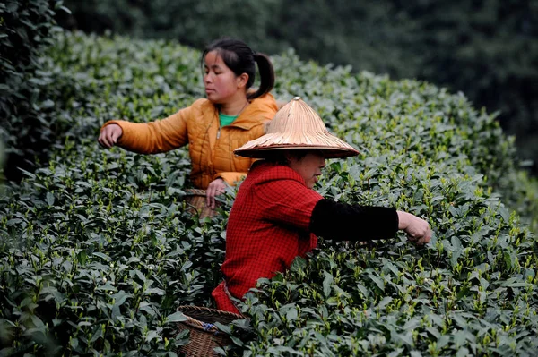 Chinesische Bauern Ernten Westlich Des Longjing Sees Teeblätter Auf Einer — Stockfoto