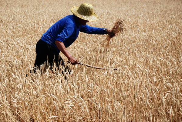 Китайский Фермер Собирает Пшеницу Поле Городе Заочжуан Провинция Шаньдун Мая — стоковое фото