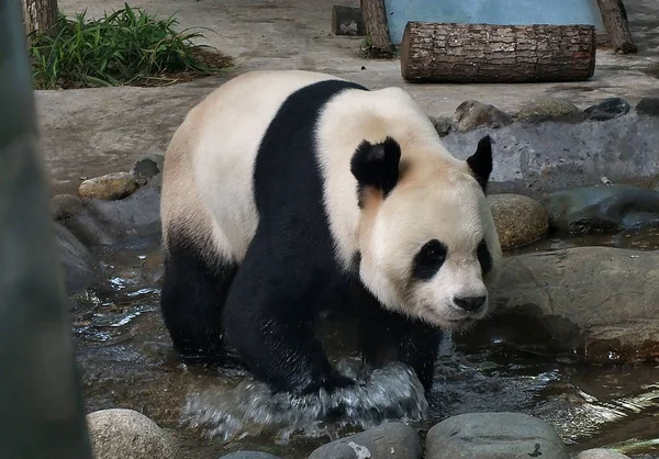 2014年5月1日 大熊猫习王在中国中部湖北省宜昌市一家动物园的水中玩耍 — 图库照片
