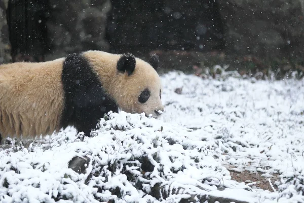 2014年2月9日 在中国浙江省东部杭州市杭州动物园 人们看到一只大熊猫在雪中玩耍 — 图库照片