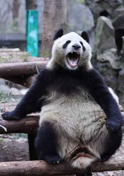 Panda Gigante Boceja Enquanto Repousa Posto Madeira Zoológico Hangzhou Cidade — Fotografia de Stock