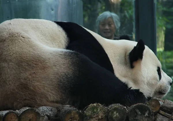 Panda Gigante Wang Descansa Puesto Madera Zoológico Ciudad Yichang Provincia — Foto de Stock