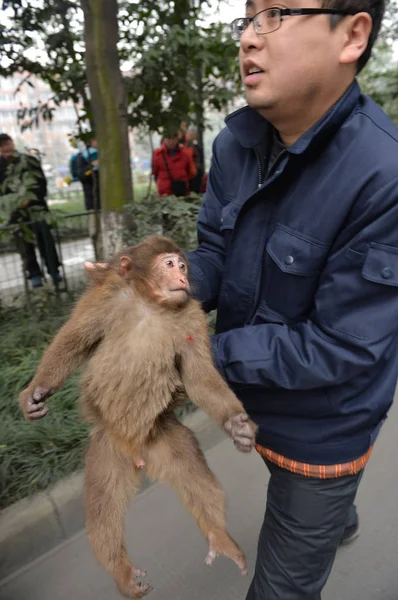 Munkavállaló Chengdu Állatkertben Hordoz Egy Tibeti Makákó Miután Leesett Egy — Stock Fotó