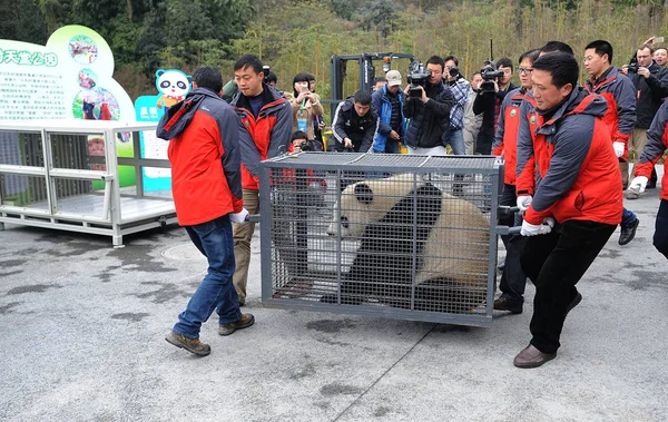 Trabajadores Chinos Llevan Panda Gigante Femenina Hao Hao Que Está — Foto de Stock