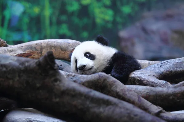Месячный Гигантский Панда Детеныш Long Long Реагирует Chimelong Safari Park — стоковое фото