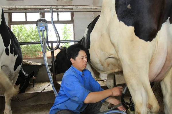 Ein Chinesischer Arbeiter Melkt Eine Kuh Auf Einem Milchviehbetrieb Der — Stockfoto